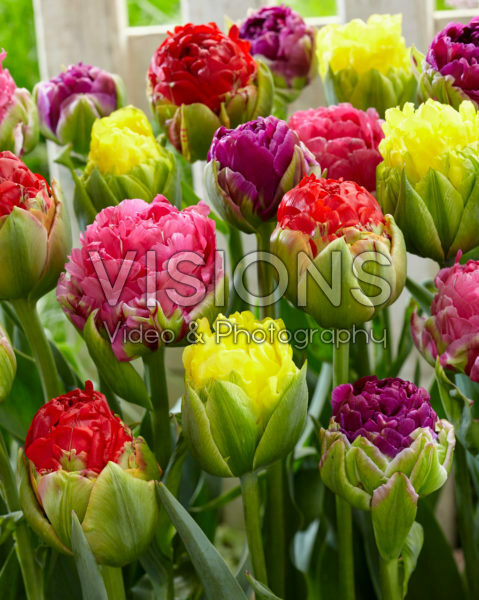 Tulipa Pop Up mix Tulipa Pop Up mix