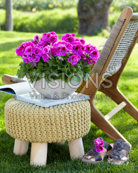 Pelargonium grandiflorum Elegance Nicolette Pelargonium grandiflorum Elegance Nicolette