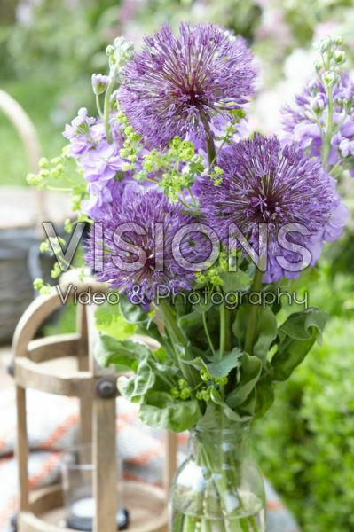 Allium Powder Puff Allium Powder Puff