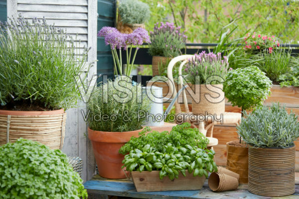 Herb collection on roof terrace Herb collection on roof terrace