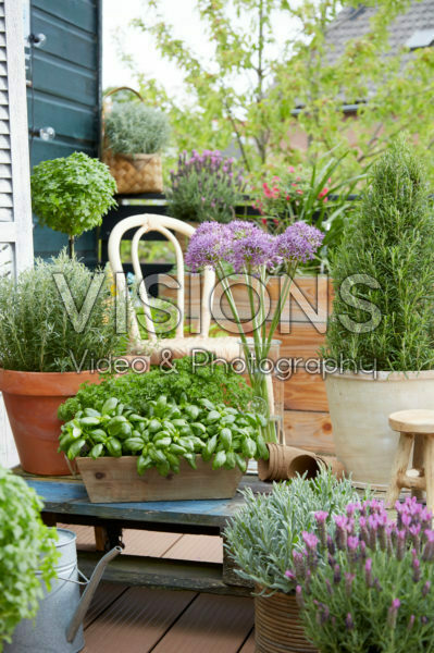 Herb collection on roof terrace Herb collection on roof terrace