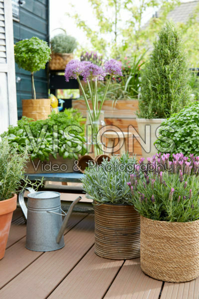 Herbs on pot on rooftop garden Herbs on pot on rooftop garden