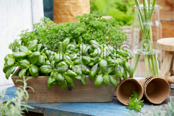 Herbs on pot Herbs on pot