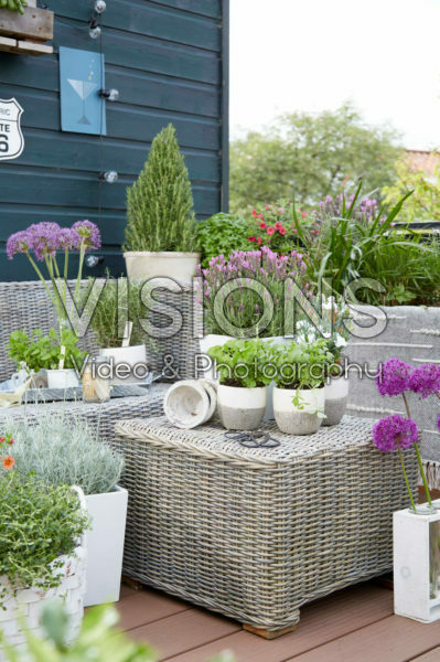 Herb collection on roof terrace Herb collection on roof terrace