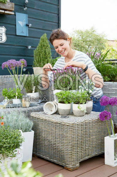 Herb collection on roof terrace Herb collection on roof terrace