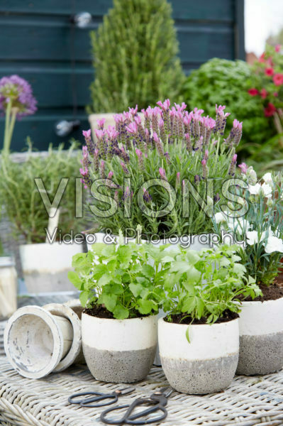 Herbs on pot on rooftop garden Herbs on pot on rooftop garden
