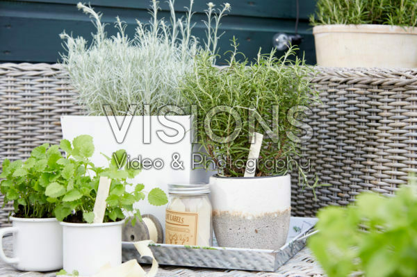 Herbs on pot Herbs on pot