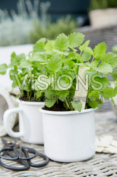 Melissa officinalis Melissa officinalis