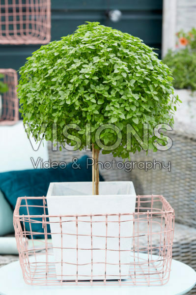 Basilicum Basilicum