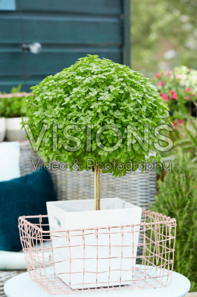 Basilicum Basilicum