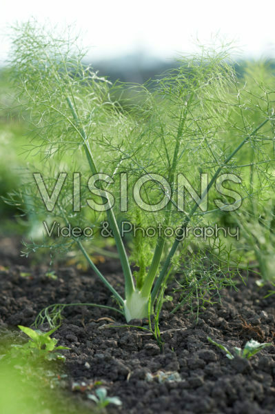 Foeniculum vulgare Foeniculum vulgare