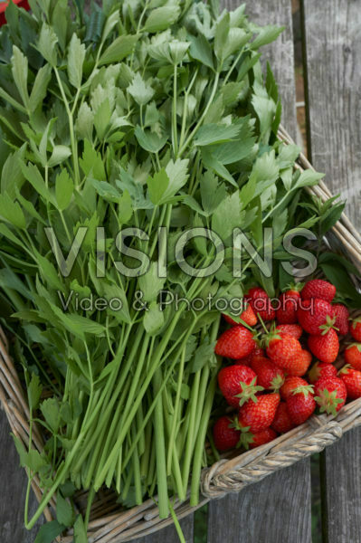 Harvest Harvest