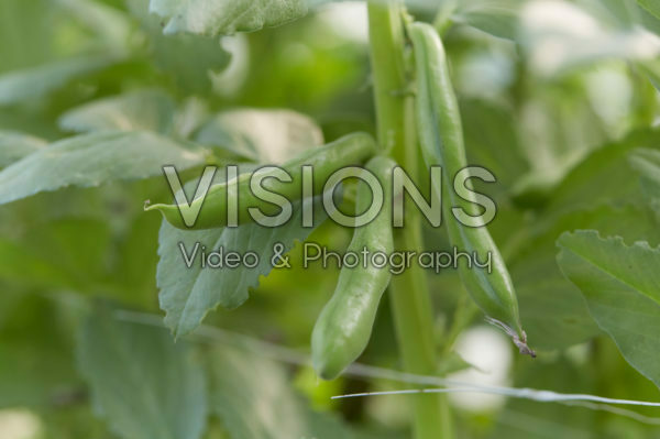 Vicia faba Vicia faba