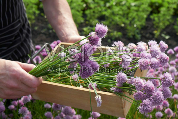 Allium schoenoprasum Allium schoenoprasum