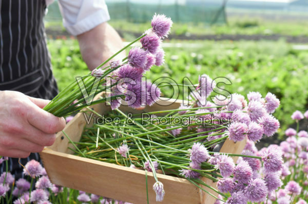Allium schoenoprasum Allium schoenoprasum