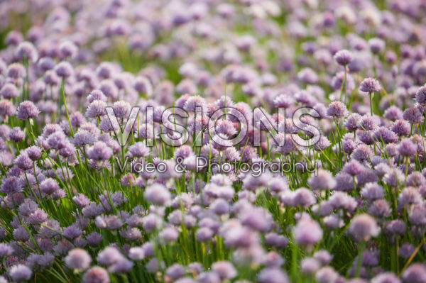 Allium schoenoprasum Allium schoenoprasum