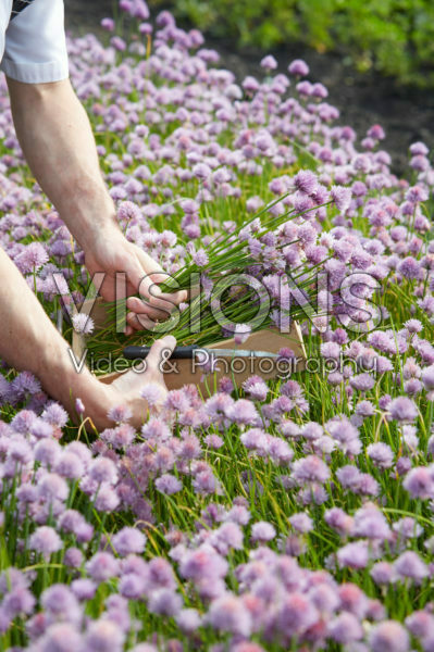Allium schoenoprasum Allium schoenoprasum