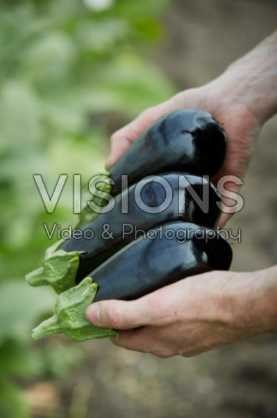 Solanum melongena Solanum melongena