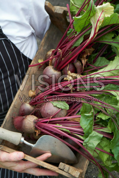 Beta vulgaris Beta vulgaris