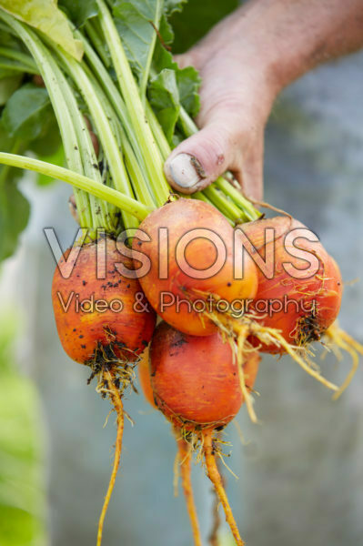 Beta vulgaris Beta vulgaris