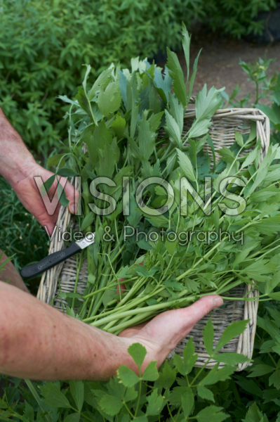 Levisticum officinale Levisticum officinale