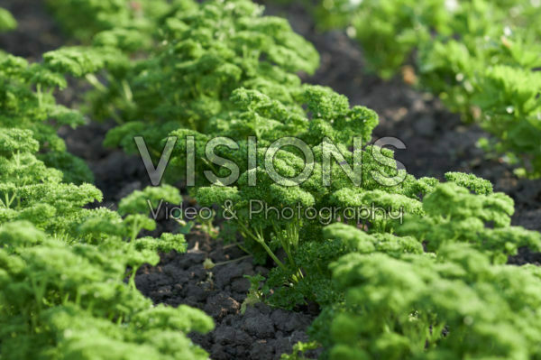 Petroselinum crispum Petroselinum crispum