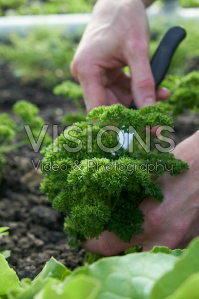 Petroselinum crispum Petroselinum crispum