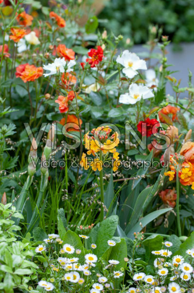 Mixed border Mixed border