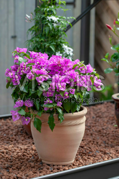 Bougainvillea Bougainvillea