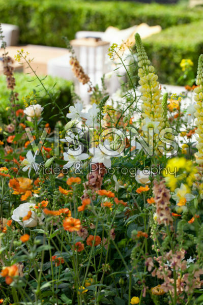 Mixed perennials Mixed perennials