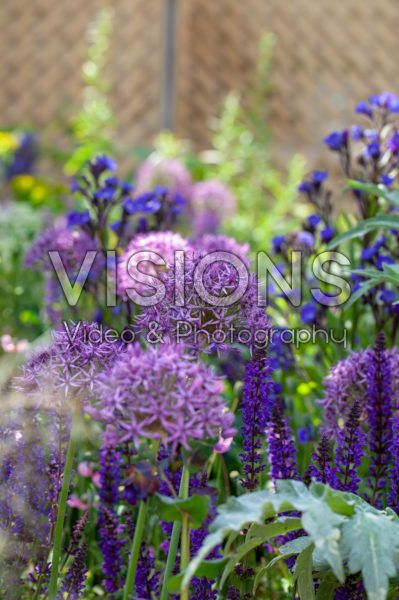 Allium, Salivia Allium, Salivia