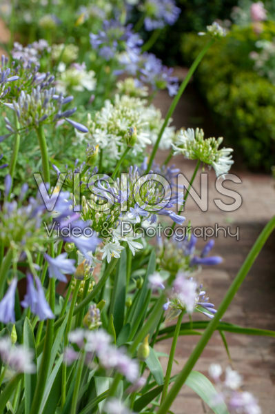 Agapanthus praecox Agapanthus praecox