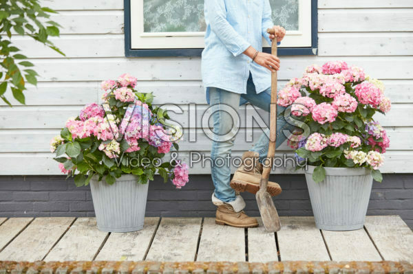 Hydrangeas on patio Hydrangeas on patio