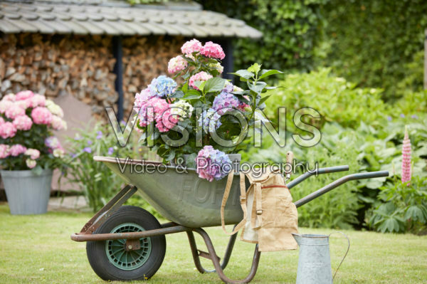 Hydrangea in wheelbarrow Hydrangea in wheelbarrow