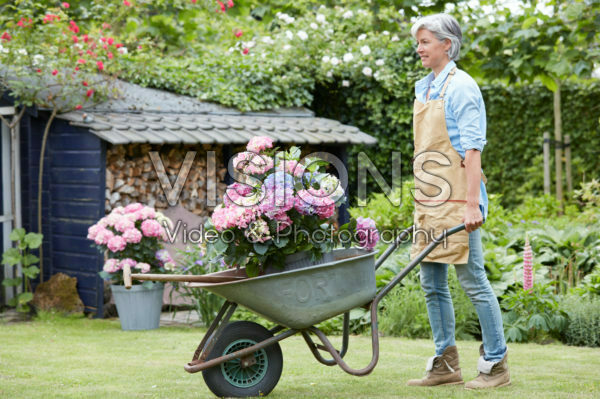 Hydrangea in wheelbarrow Hydrangea in wheelbarrow