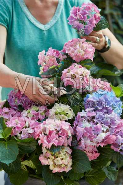 Lady cutting hydrangea Lady cutting hydrangea