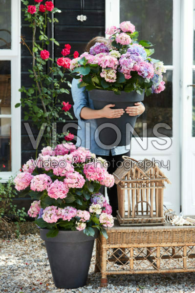 Lady holding hydrangea Lady holding hydrangea