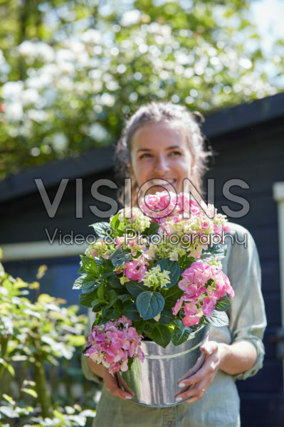 Lady holding hydrangea Lady holding hydrangea