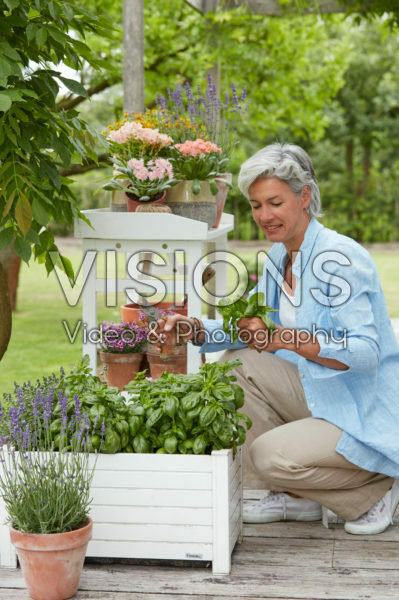 Lady cutting herbs Lady cutting herbs