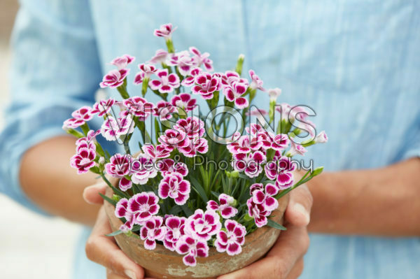 Hands holding dianthus Hands holding dianthus