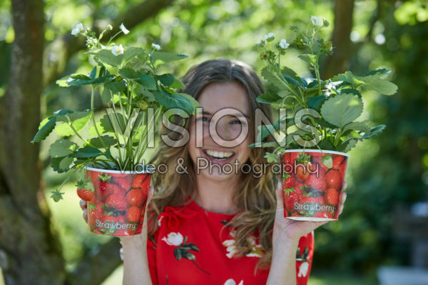 Lady holding straberry plants Lady holding straberry plants