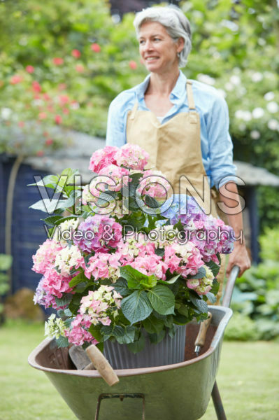 Hydrangea in wheelbarrow Hydrangea in wheelbarrow
