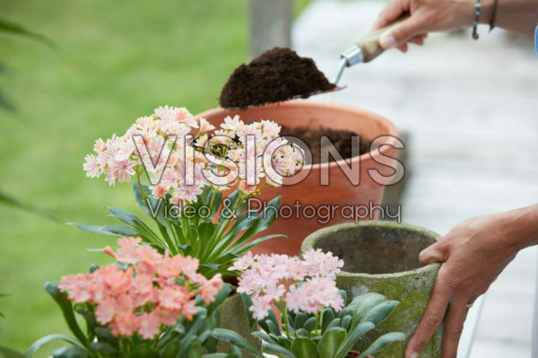 Planting Lewisia Planting Lewisia