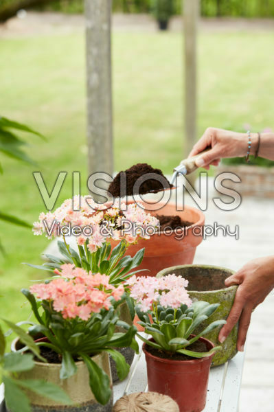Planting Lewisia Planting Lewisia