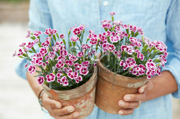 Hands holding dianthus Hands holding dianthus