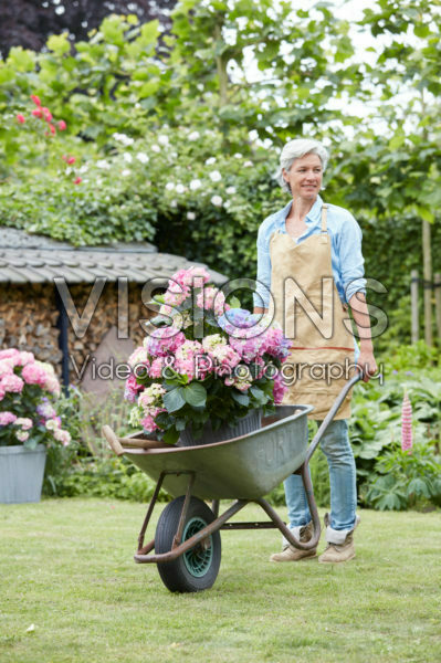 Hydrangea in wheelbarrow Hydrangea in wheelbarrow