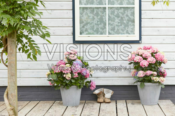 Hydrangeas on patio Hydrangeas on patio