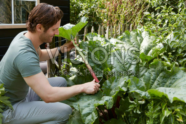 Man cutting rhubarb Man cutting rhubarb
