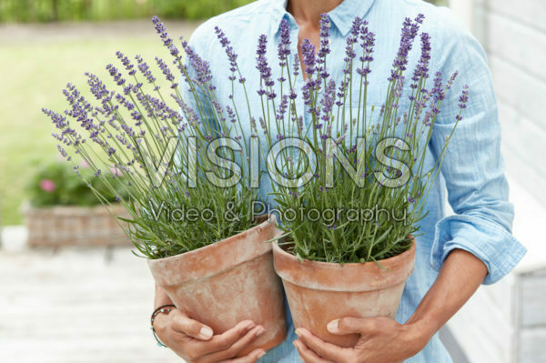 Lady holding lavender Lady holding lavender