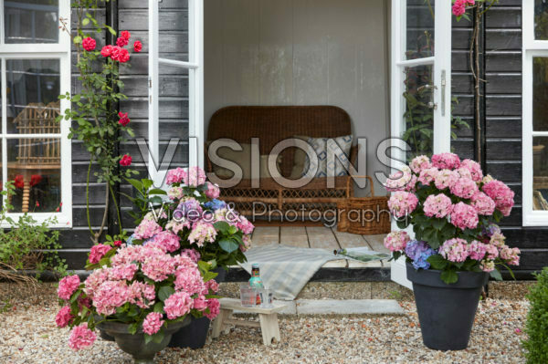 Hydrangeas Hydrangeas